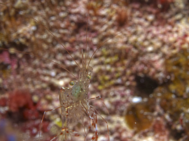 Shrimp, Wreck Point